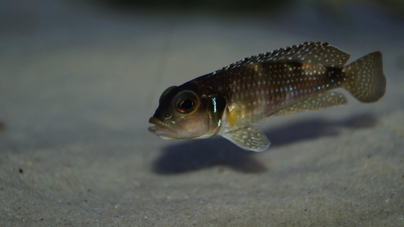 Lamprologus meleagris